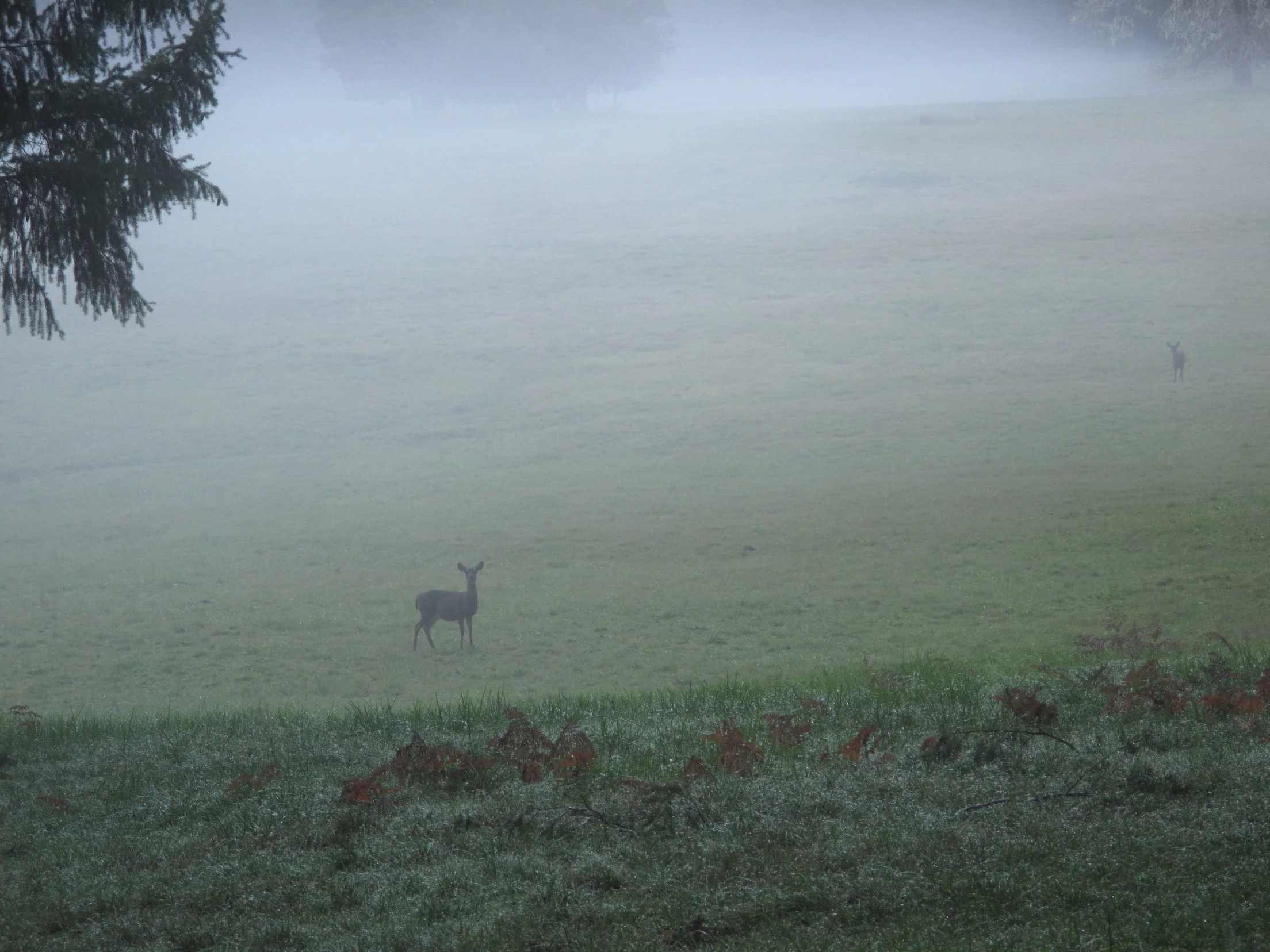 Deer in the morning