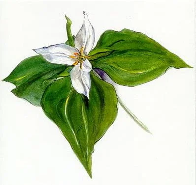 trillium